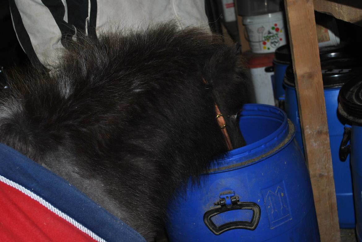 Miniature I am isabella billede 15