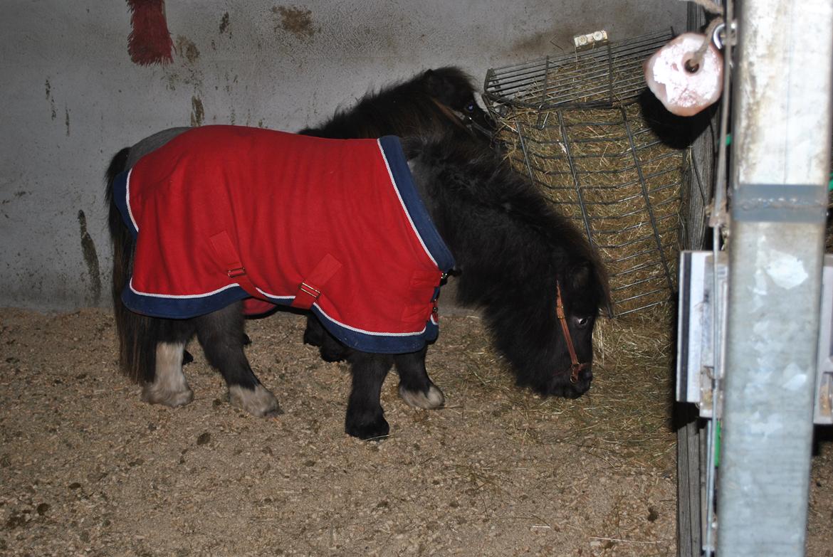 Miniature I am isabella billede 16