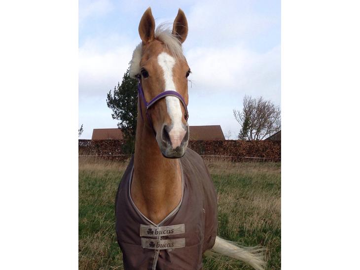 {{currentPhoto.altText}} billede {{currentPhoto.number}}