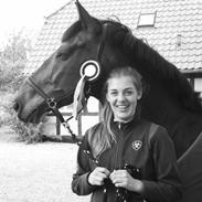 Hollandsk Varmblod Twister