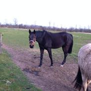 Anden særlig race My