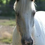 Anden særlig race Egely's Coco