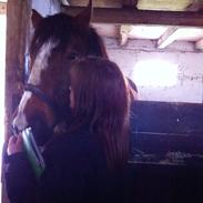 Anden særlig race Laban