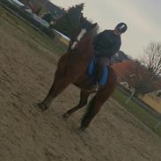 Anden særlig race Laban