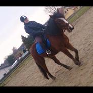 Anden særlig race Laban