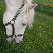 Welsh Mountain (sec A) Crowns Happy Moon- Tidl. part