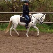 Welsh Mountain (sec A) Crowns Happy Moon- Tidl. part