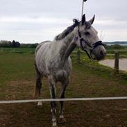 Anden særlig race farmens tessa