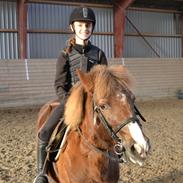 Anden særlig race Klokkeblomst