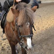 Anden særlig race Klokkeblomst