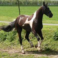 Barockpinto Picasso SOLGT