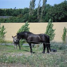 Noriker Duglass  (Zeppelin Schnaulitz) *Dugge*