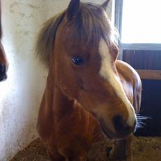 Welsh Mountain (sec A) Harvest Undercover Agent