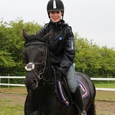 Welsh Partbred (Sec F) Laibeks Fulton