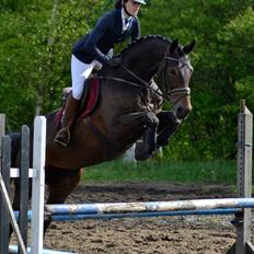 Dansk Varmblod Fyrstinde Temptation S.G.