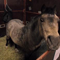 Welsh Mountain (sec A) Odysseus <3  *-*R.I.P*-*