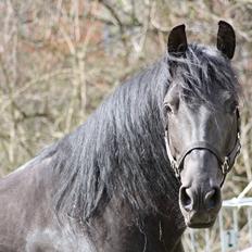 Pura Raza Española Altanero CRE