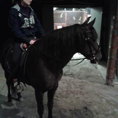 Pura Raza Española Altanero CRE