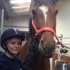 Dansk Varmblod Egely's Calib