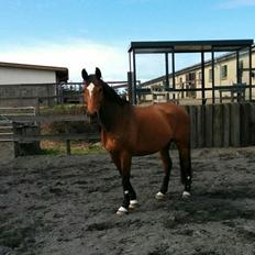 Dansk Varmblod Egely's Calib