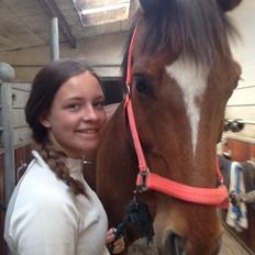 Dansk Varmblod Egely's Calib