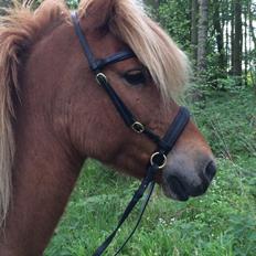 Islænder Dama fra Hamrahlið