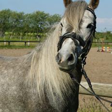 Welsh Partbred (Sec F) Bakkegaarden's Kira ''Grisen''