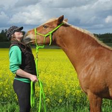 Haflinger Jhosie A Rosendal *{Himmelhest}*