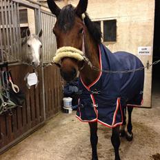 Irsk Sportspony Laney's Max