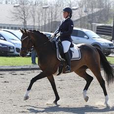 Dansk Varmblod Elmegaard´s Quote Me