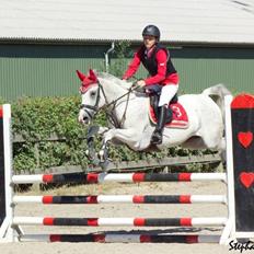 Arabisk fuldblod (OX) Zaspa OX