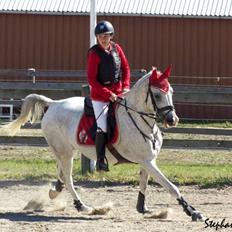 Arabisk fuldblod (OX) Zaspa OX