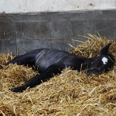 Belgier Kastanielunds Bombay
