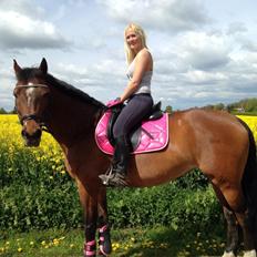 Dansk Varmblod Campino