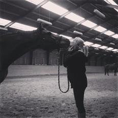 Dansk Varmblod Campino