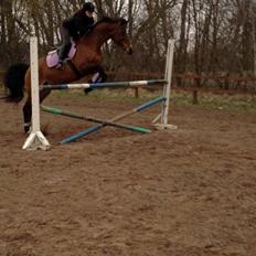 Dansk Varmblod Campino