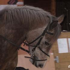 Anden særlig race Sahvanna