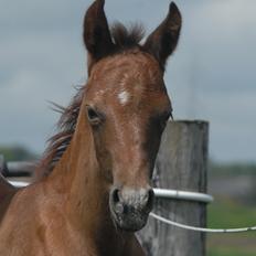 DSP DD Lucky Rapunzel