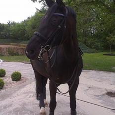 Anden særlig race Strandgårdens Kosmo