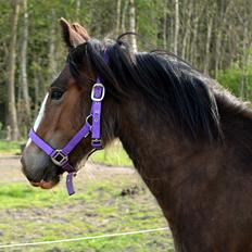 Irish Cob Zooey 