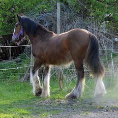 Irish Cob Zooey 