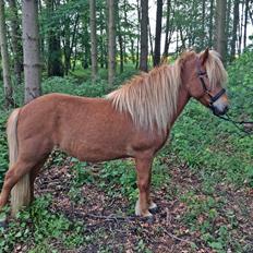 Islænder Dama fra Hamrahlið