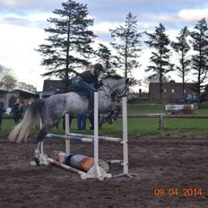 Dansk Varmblod Voldbygaards Cortus