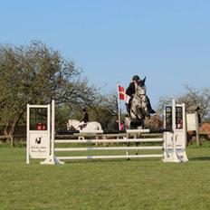 Dansk Varmblod Voldbygaards Cortus