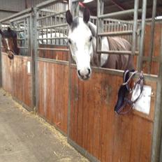 Dansk Varmblod Voldbygaards Cortus