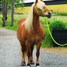 Haflinger Jhosie A Rosendal *{Himmelhest}*