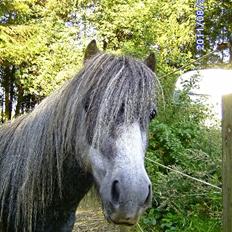 Anden særlig race rocky R.I.P