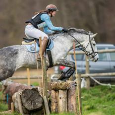 Lusitano Bizantino da Cerca *Tiger-dyr*