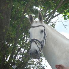 Lipizzaner Dalsø´s kiri