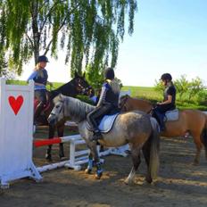 Anden særlig race Shamrocks Lotte